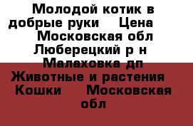 Молодой котик в добрые руки. › Цена ­ 100 - Московская обл., Люберецкий р-н, Малаховка дп Животные и растения » Кошки   . Московская обл.